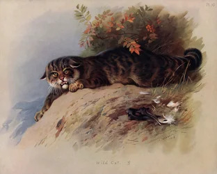 ワイルドキャット